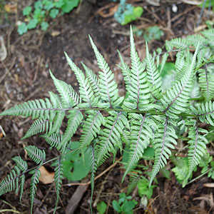 Athyrium hybrida Ghost